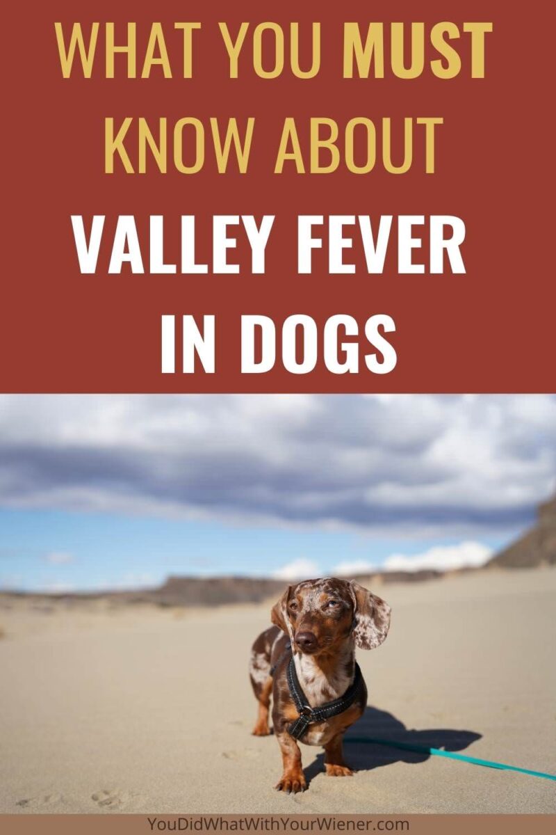 You must know these things about valley fever in dogs to help keep yours safe and healthy.