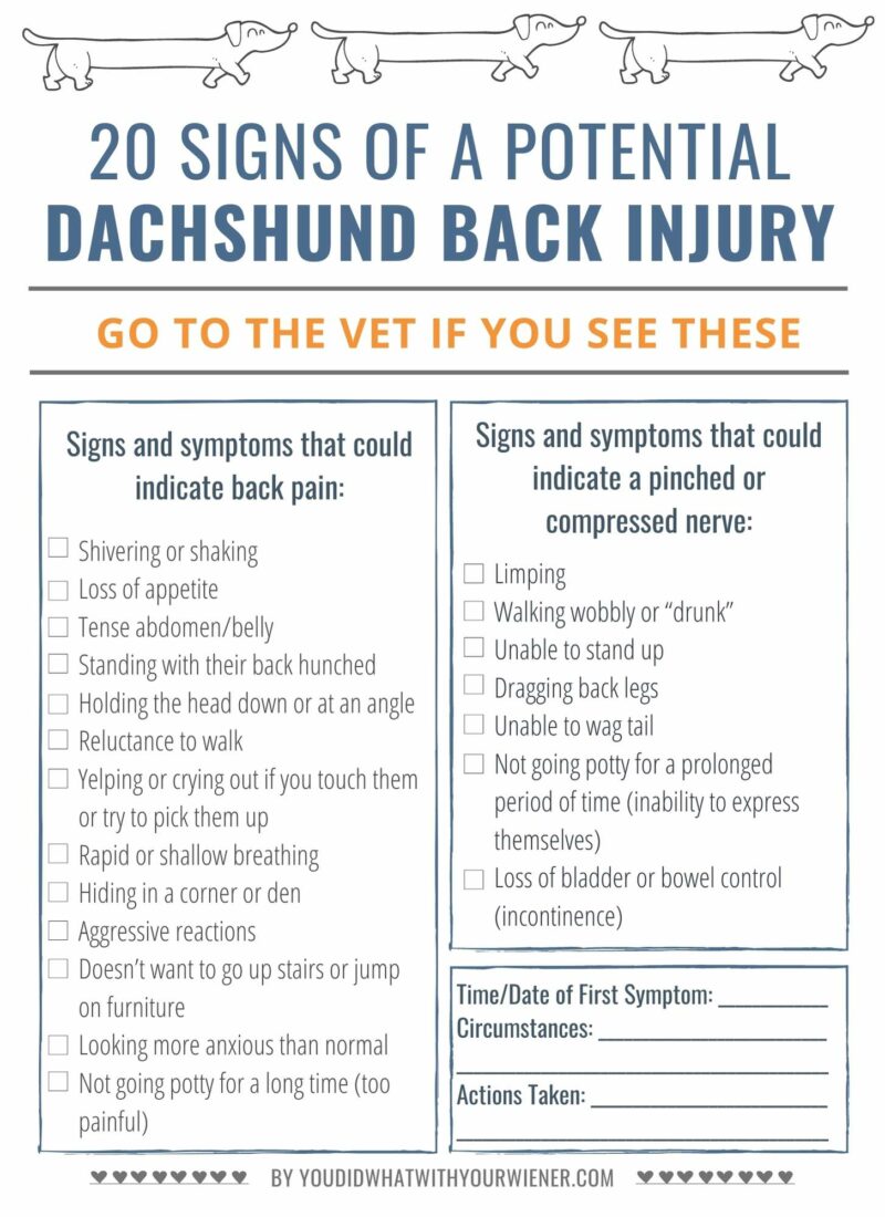 20 warning signs of a Dachshund back injury - a printable checklist