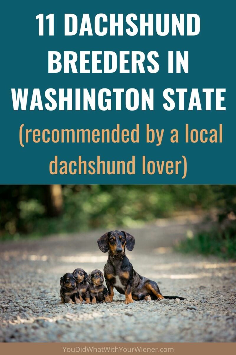 I trust thee Dachshund breeders in Washington State. The breeder list options for both standard Dachshund and miniature Dachshunds as well as the 3 coat types - smooth, long, and wire.