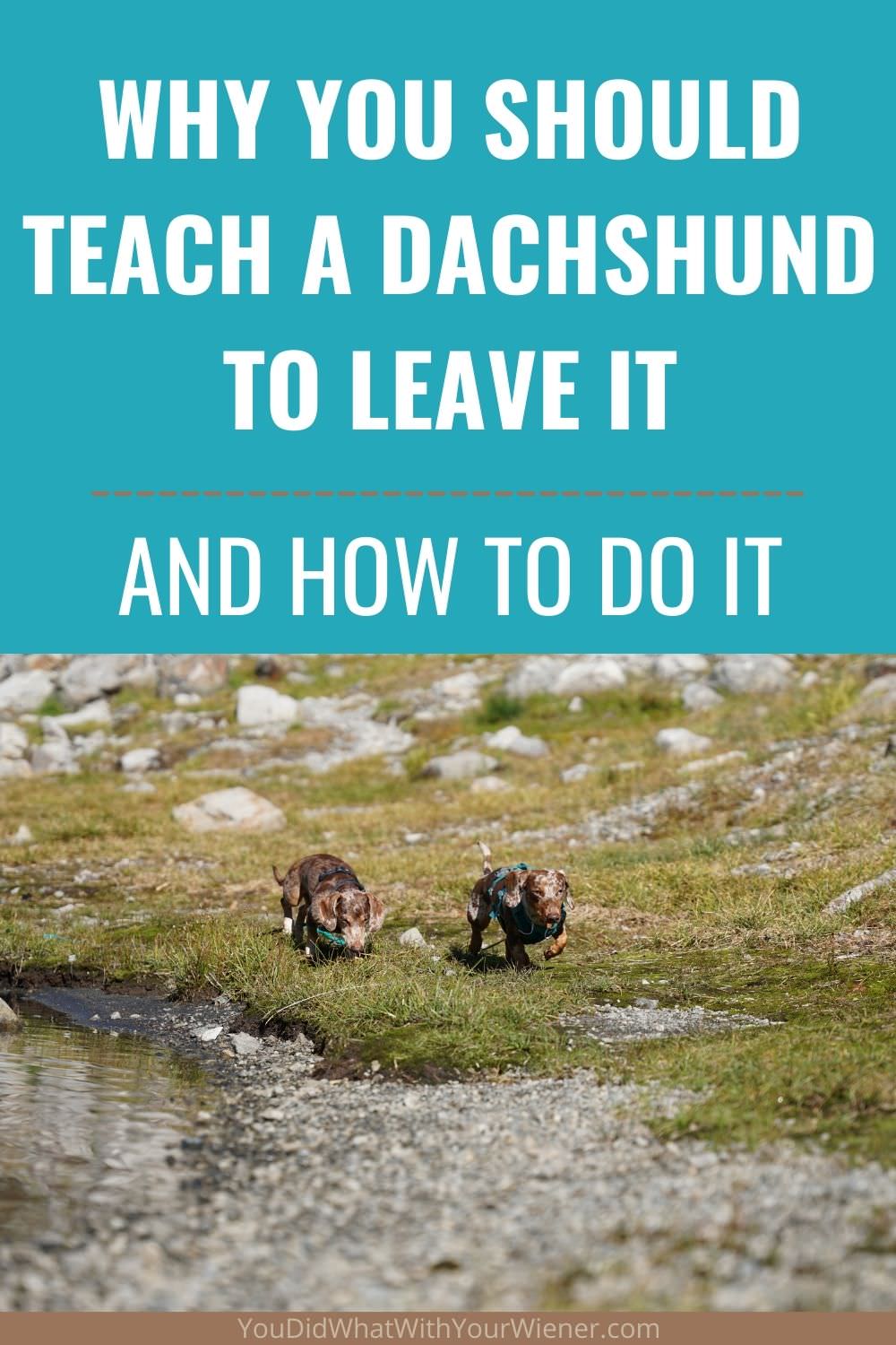 Does your dog know how to leave it? Here's why you should teach a Dachshund to leave it and how to do it.
