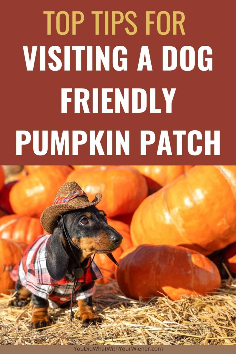 No matter which pumpkin patch you visit with your dog, there are some general rules of conduct and best practices that you should follow.