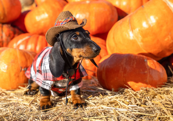 Top Tips for Visiting a Pumpkin Patch With Your Dog