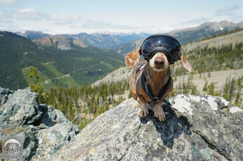 Dog standing on a rock at the top of the Esmeralda Basin Hike with Larch trees in the background