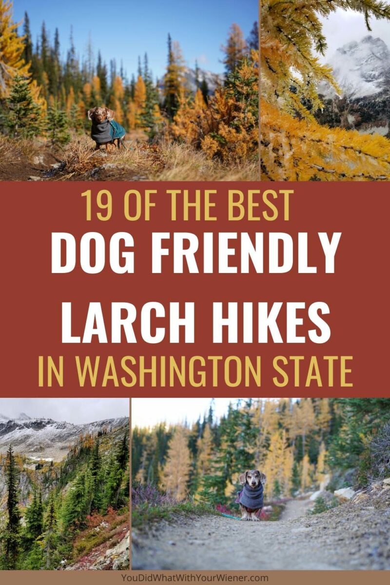 Deemed Larch Madness by locals, hiking to view golden lartches in the fall is a favorite fall activity in Washington State. Not all of the trails are dog friendly though. If you want to do a fall larch hike with your dog, this is the list for you.