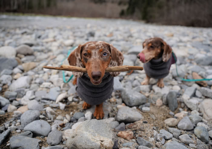 Are Dachshunds Hard to Train?