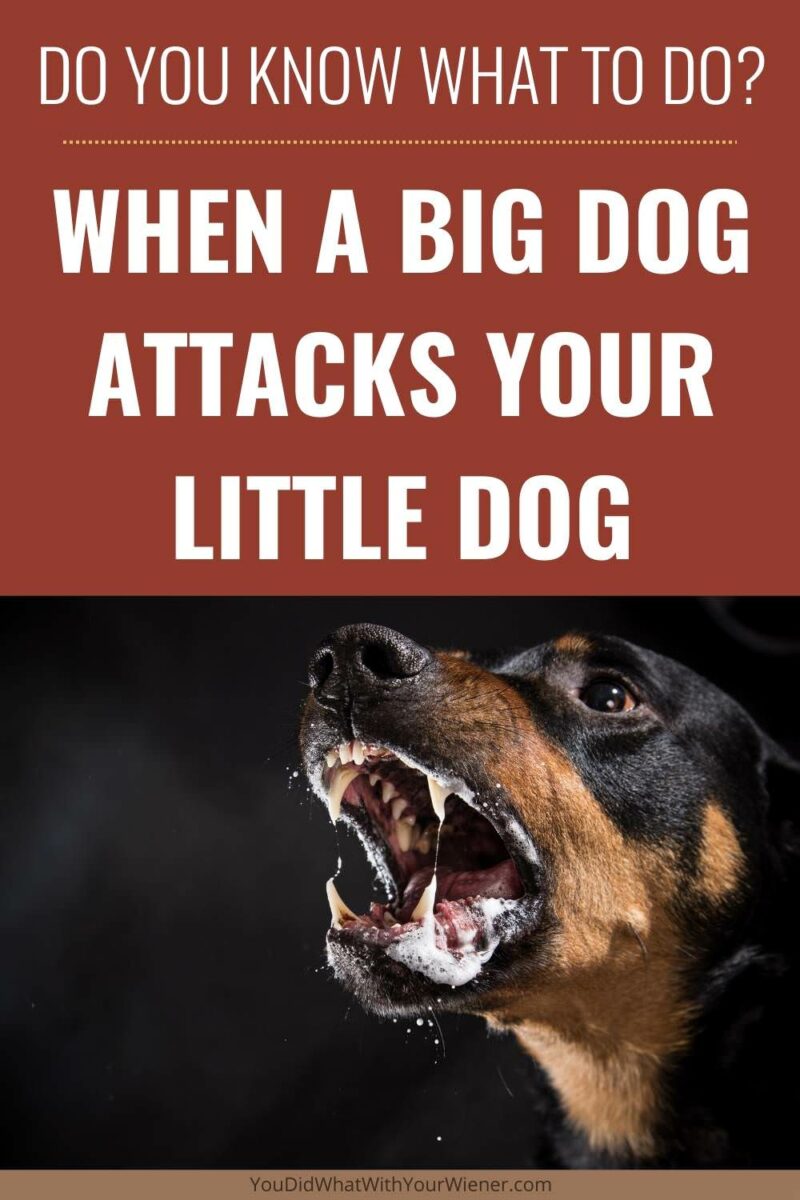 Do you know how to  help prevent a big dog from attacking your little dog? Or the safest way to break up a dog fight when one dog is large and the other is small?