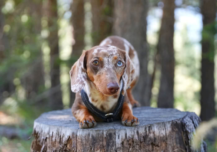 7 Tips for Training a Dachshund