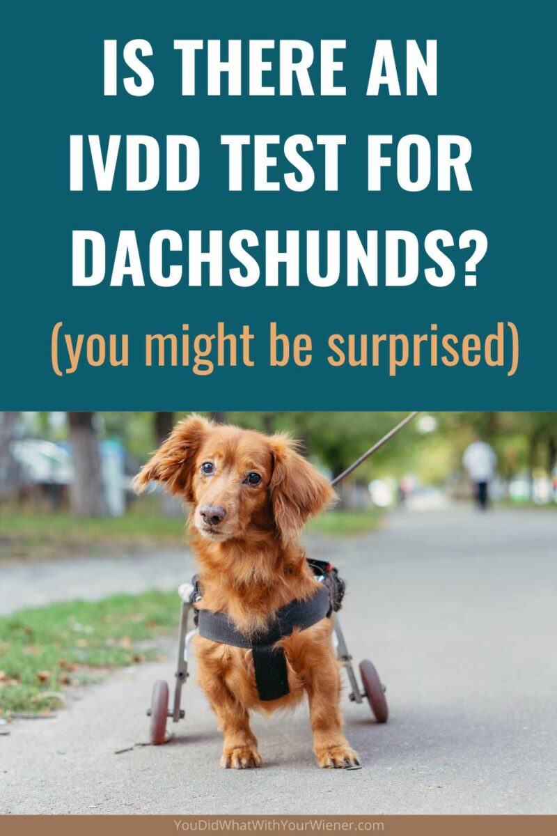 Intervertebral Disk Disease (IVDD) and disk herniations are common in Dachshunds. Is there a way you can know it will happen to your dog before it does? 