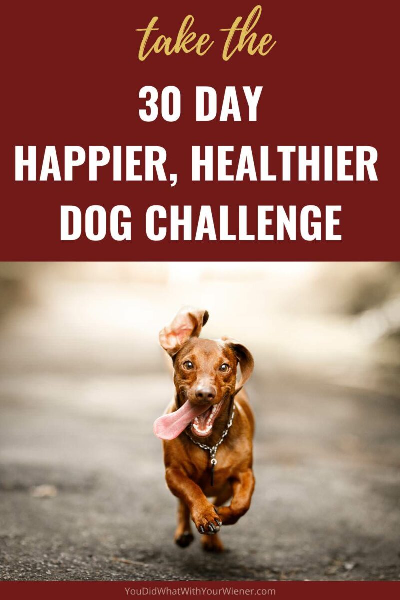 We all like to think we're taking the best care of our dogs. I do too. But then when I learn something different, I find out that I could be doing more. That I could be making my dog's life even better. Take this challenge to discover what you could be doing better. #pethealth #doghealth 