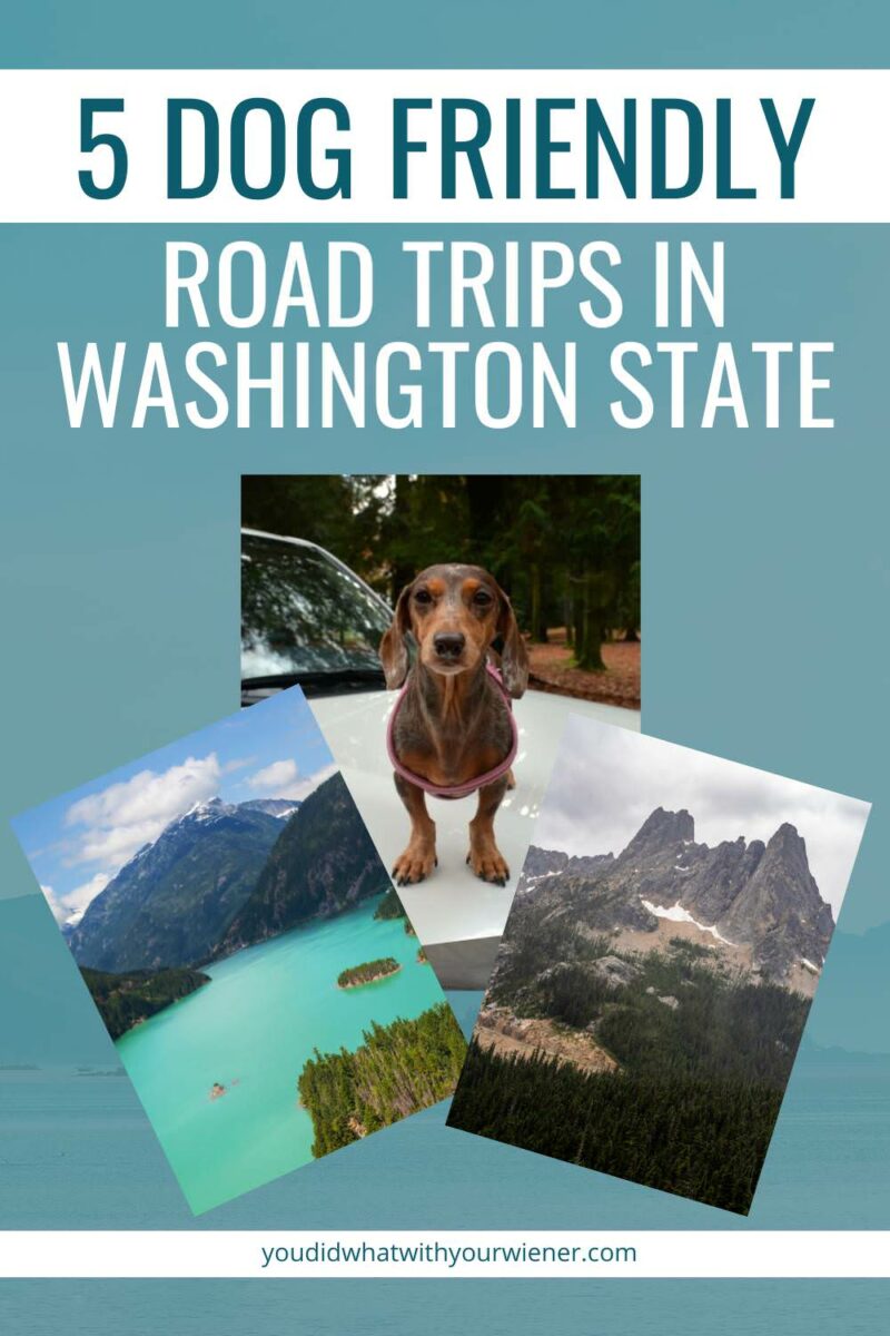 These 5 dog friendly road trips in Washington will show you the best our state has to offer.