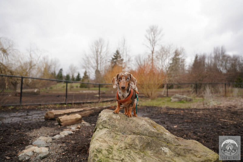 Brown spotted dapple Dachshund standing on a rock inside a fenced dog park