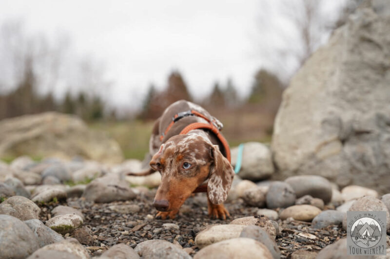 chocolate dapple Dachshund sniffing the ground at a dog park