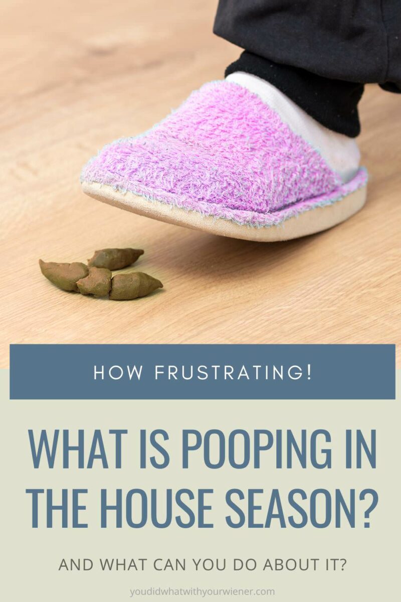 Pooping in the house season is a frustrating time of year. It may seem like your dog has suddenly forgotten their potty training, you have to spend your time and effort cleaning up the messes in the house, and your house may start to smell a little. The situation is not hopeless though.