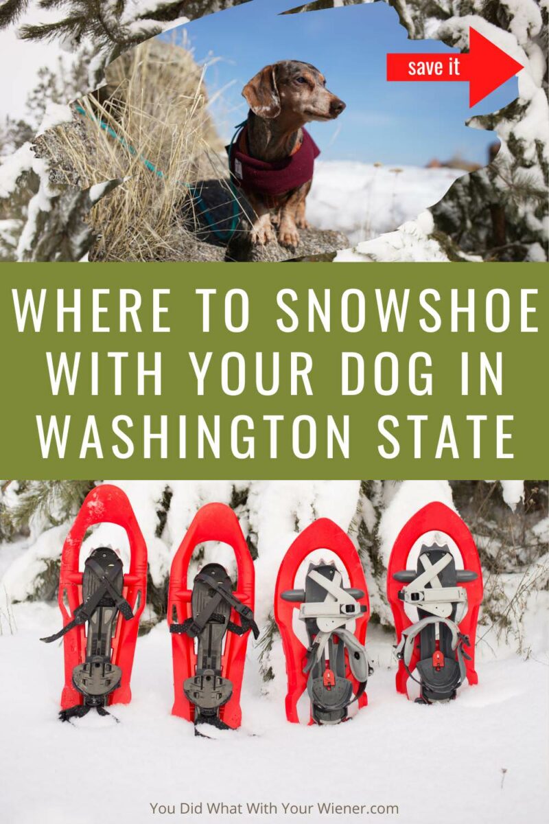 Whether you’re looking for a dog friendly snowshoe trail near Seattle, or you are coming from another area, these are the places worth traveling to snowshoe with your dog. 