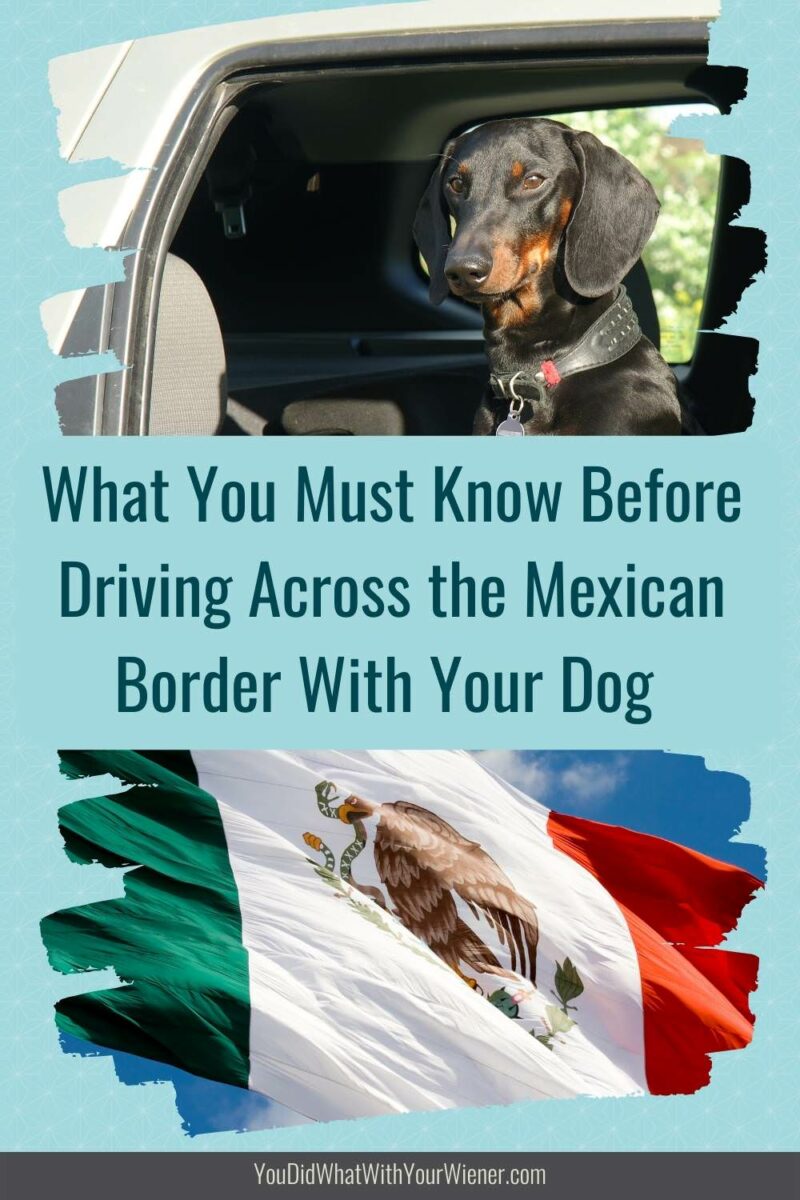 While driving across the Mexican border with a dog can be an anxiety-producing experience for some, a little preparation can make the whole process easier.
