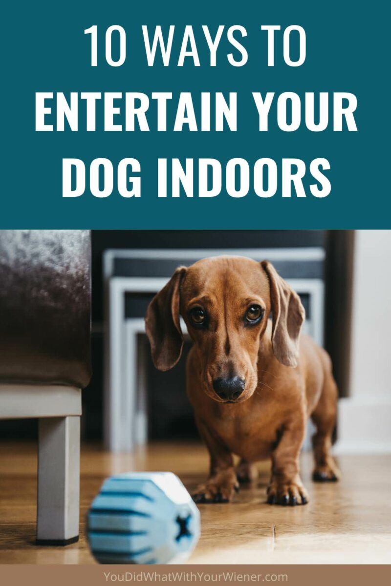 Did you know that physical exercise is only half of the equation when it comes to keeping your dog healthy and preventing behaivoral problems? Whether you are staying indoors because you want to or have to, these ideas will help keep your dog entertained, tired, and out of trouble.
