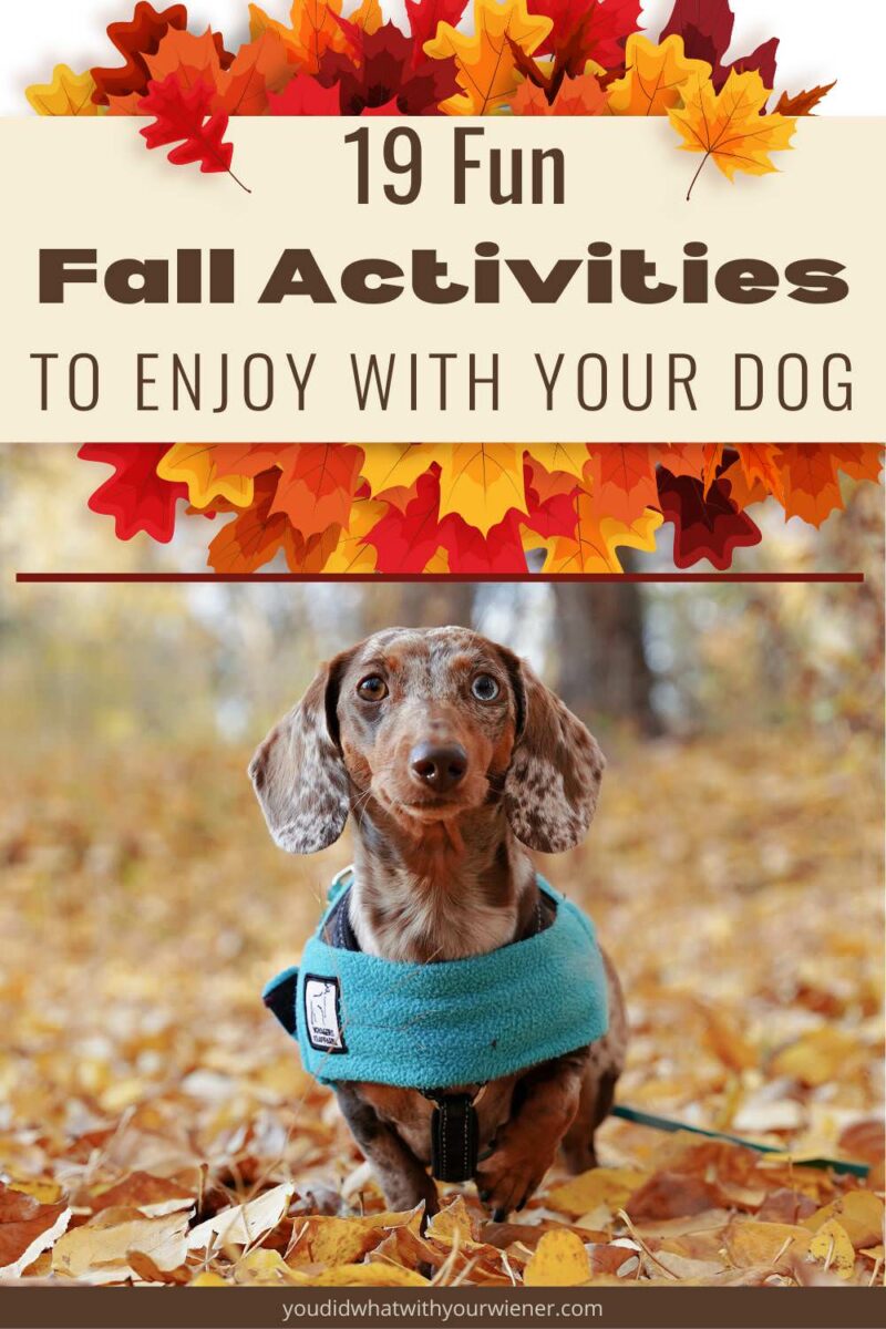 Just because the weather has turned cold, it doesn't have to mean the end of having fun with your dog. This list of 19 fall activities with dogs just might inspire you to start a new hobby or tradition. Your dog will appreciate it!
