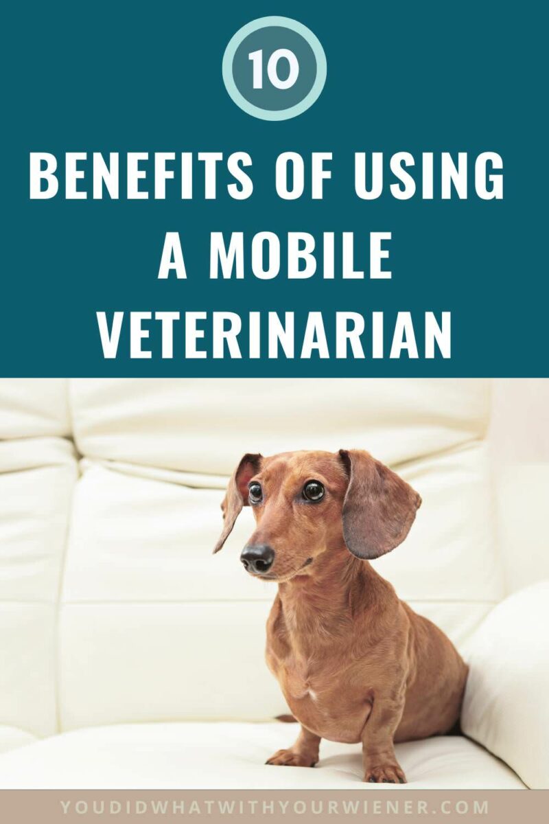 There are many benefits to using a mobile veterinarian to care for your pet in your own home, including convenience for you and less stress on your pet.