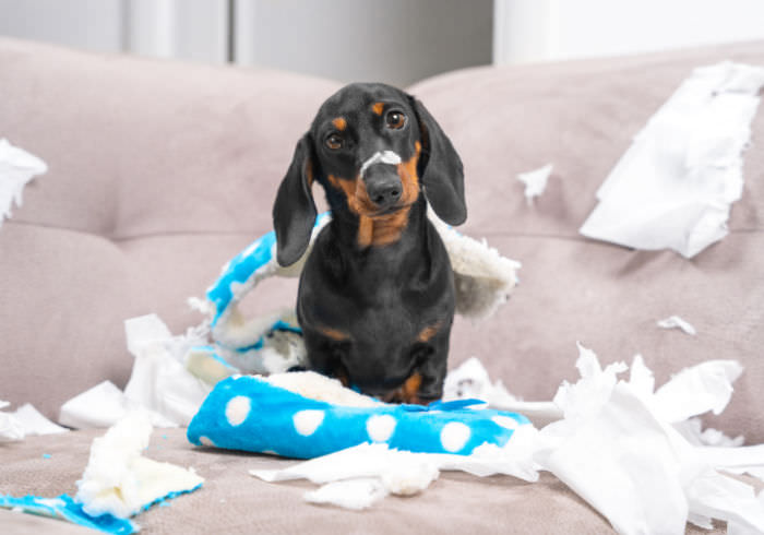 Puppy Blues: How to Handle Post-Puppy Depression & Regret