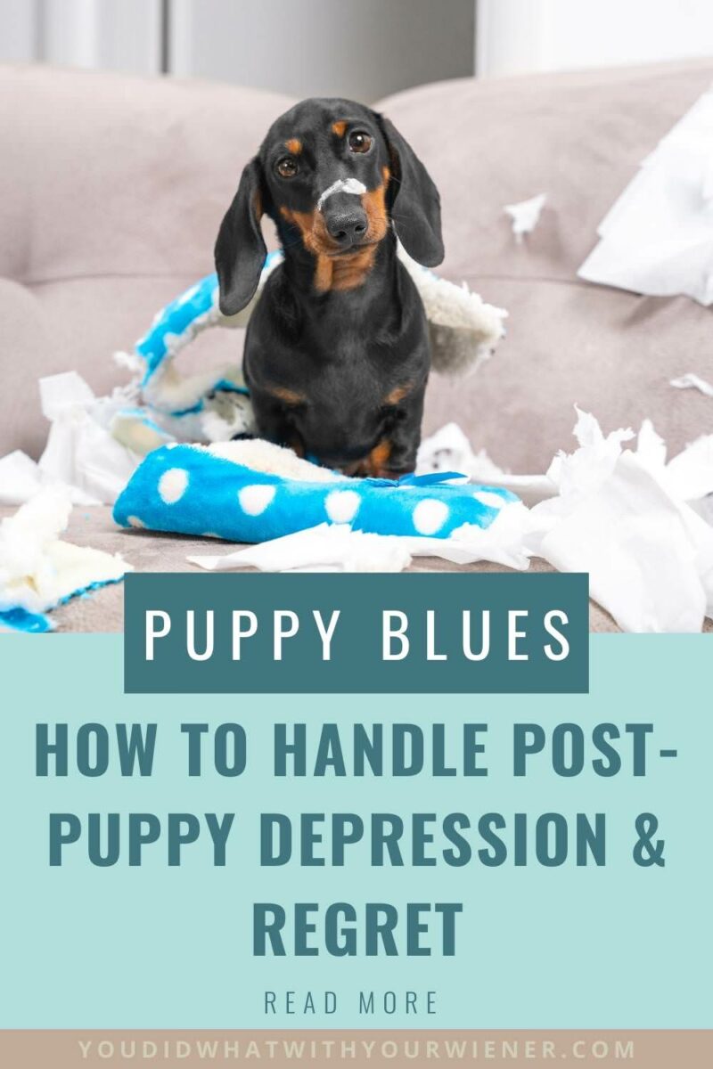 Were you excited to bring your puppy home and and now that he or she is finally here you don’t feel the way you thought you would? Are you feeling down, depressed, and frustrated? Are you asking yourself, "what the heck did I get myself into?" Well, your'e not alone. Find out what the puppy blues are and what you can do about it.