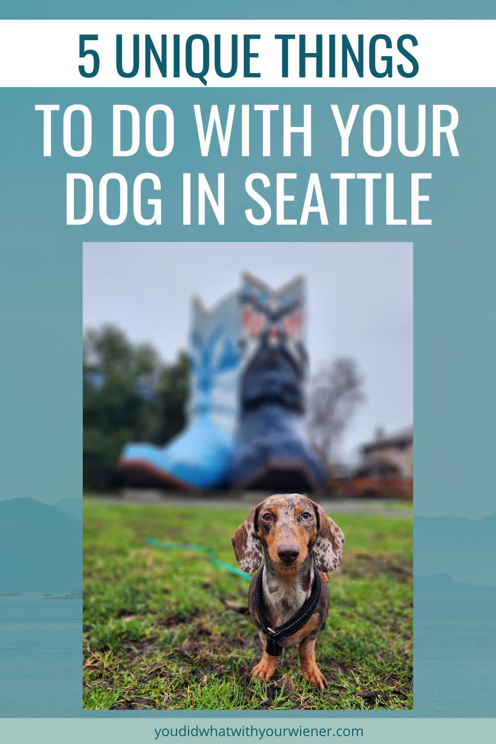 5 Unique Things to Do With Your Dog In Seattle ...