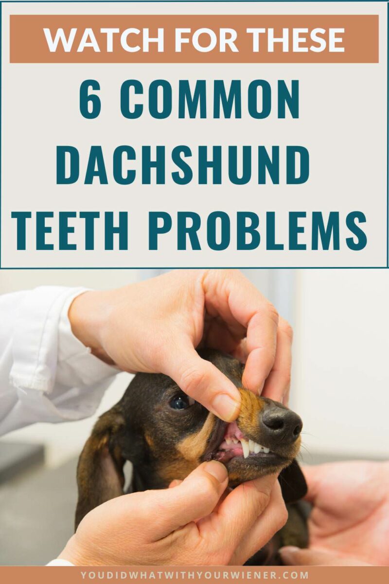 Dachshunds, and small dogs in general, are prone to dental problems and gum disease. Poor oral health can lead to issues like loose teeth, missing teeth, oronasal fistulas, a weakened immune system, heart disease, and kidney problems. Make sure you watch out for these warning signs.