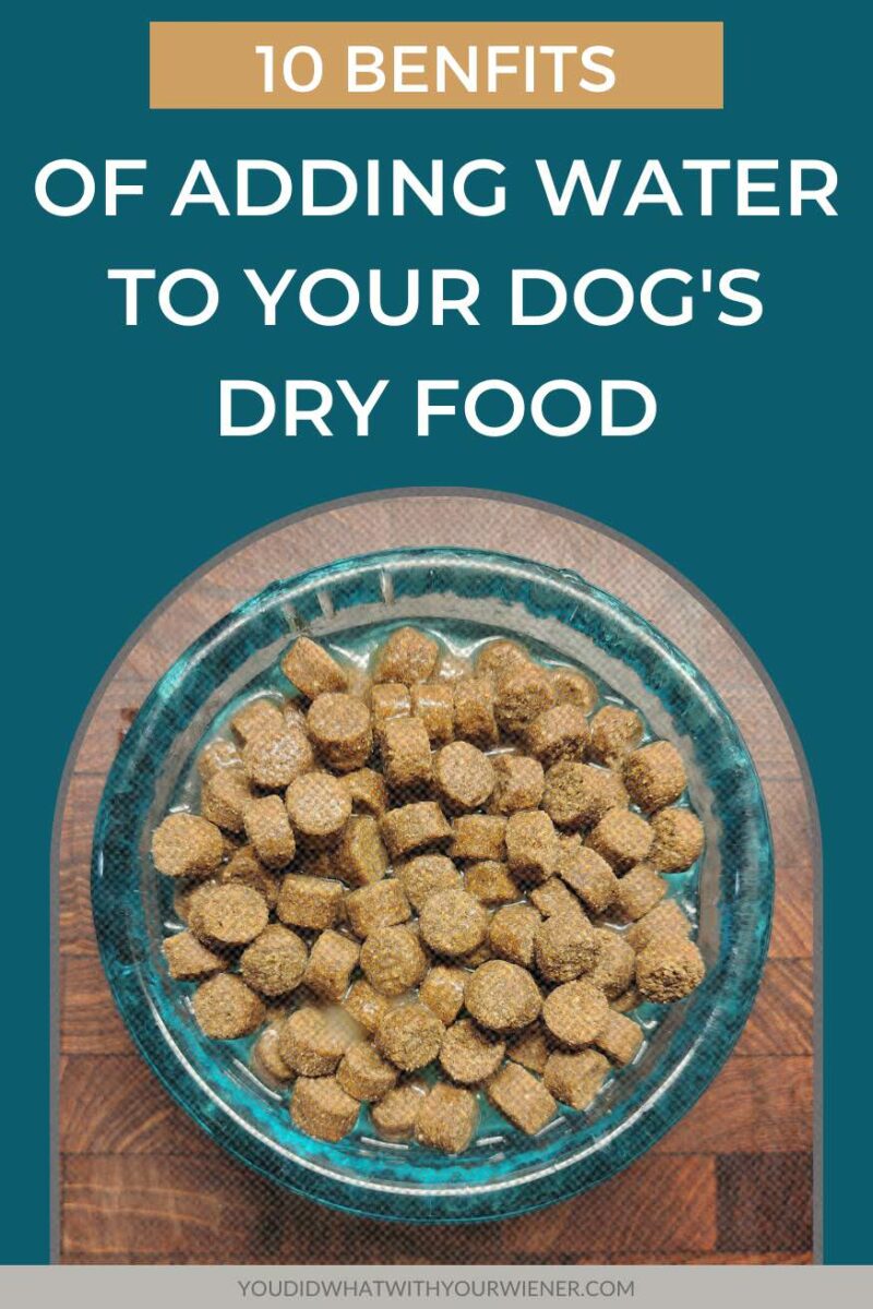 There are many benefits to adding water to your dog's dry food  - both practical and to benefit their health.