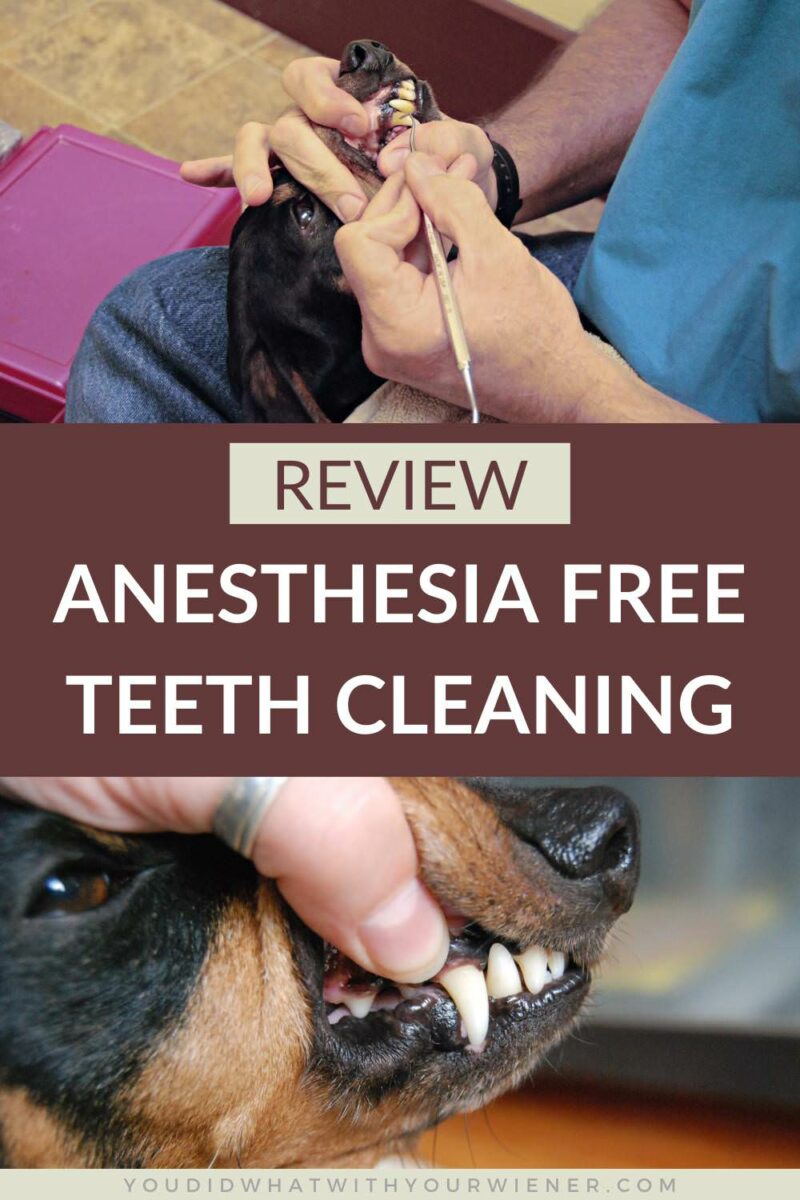 Some people are afraid to have a professional clean their dog's teeth because of the risks associated with anesthesia, because their dog is a senior, or because of health issues like congestive heart failure and diabetes. While it's not an exact preplacement for cleaning and xrays under anesthesia, anesthesia free dentals may be the next best thing.