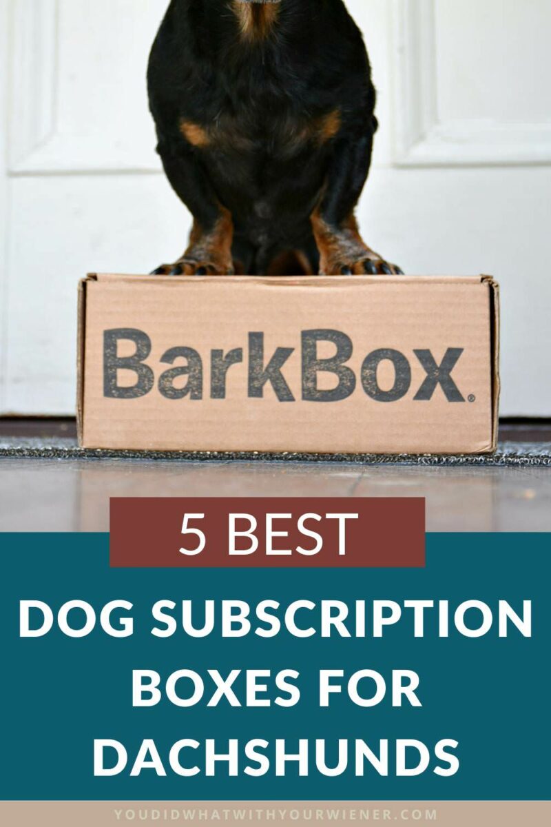 I'm a Dachshund owner and have personally subscribed to 10 different dog subscriptions and reviewed many more. Hopefully this list of my favorite 5 favorite dog subscription boxes for Dachshunds helps you out if you're deciding which one to buy.