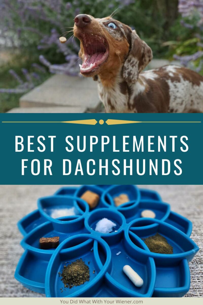 Supplements are a way to add nutrients to your Dachshund’s diet that are not produced naturally in the body (at all or in the required amounts) or contained in their food. They have the potential to help prevent or delay potential medical issues or support specific conditions your dog suffers from. After years of research, see which dog supplements I decided to give my Dachshunds.