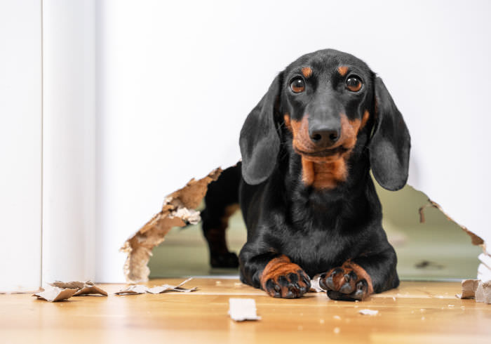 The 20 Most Common Dachshund Behavior Problems (and What to Do About Them)