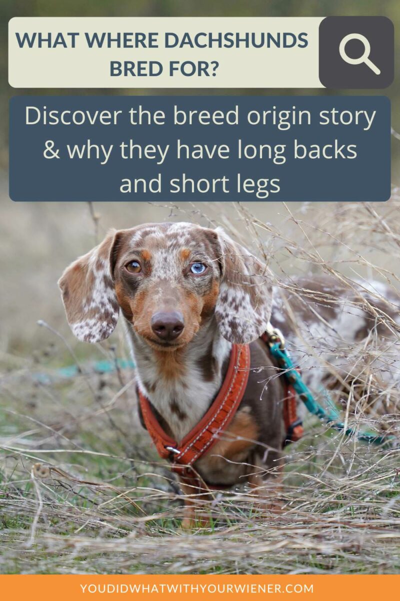 Many Dachshund owners get them because of their funny look or how cute they are. I'm surprised at how many people don't do their research before and realize what they are bred for. I explain in this article how the Dachshund got their funny shape  and what they were originally used for.