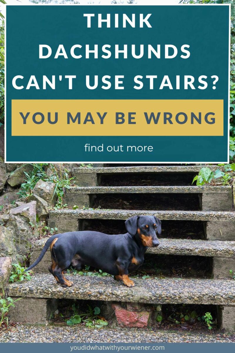 Ask if Dachshunds can use stairs, or post a picture of your Dachshund using them, in any breed-specific forum and 95% of the people will scream, “NO!”

The belief perpetuated on the internet is that stairs are bad for Dachshunds and using them will cause a back injury and IVDD.

However, although the difference between that old trope and the truth is semantics, that is false and, in fact, using stairs may be beneficial.