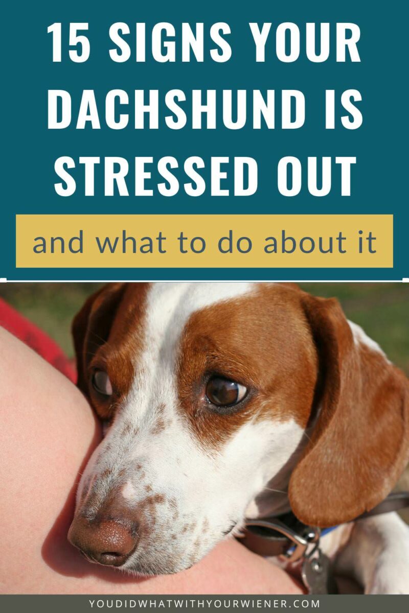 It's very important to recognize when your Dachshund is feeling stressed or uncomfortable. When your dog is stressed, they may be more likely to run away, training sessions may not be effective, they may be scared, it can lead to submissively peeing, or they may become reactive and act aggressively towards dogs or people. Once you recognize your Dachshund's signs of stress,  you can  work to address the cause and manage the situation.