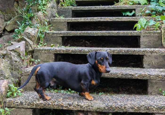 Think Dachshunds Can’t Use Stairs? You May Be Wrong