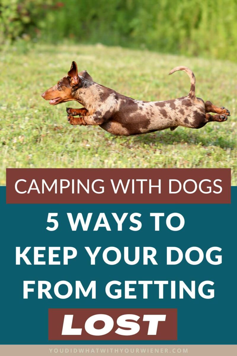 Even if you let your dog roam freely around the campsite on occasion, it's always good to have a plan for when you need to have your back turned or are cooking and need them out of the way. 

Having some kind of containment method available at the campsite is an important tool when making sure your dog does run off to get lost, hurt, or to harass other campers.
