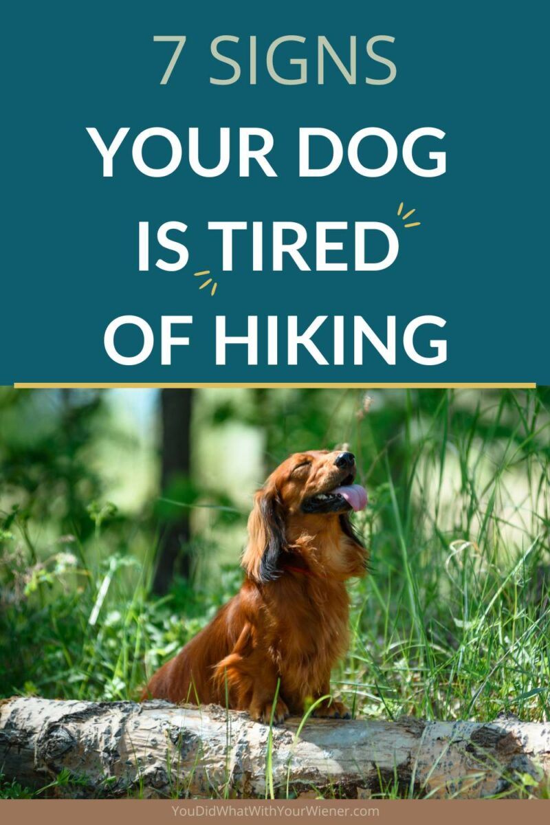 Dogs love to hike. But they will push themselves further than they are comfortable to keep up with us. It's your responsibility to know these exhaustion signs so you don't accidentally put your dog in danger.
