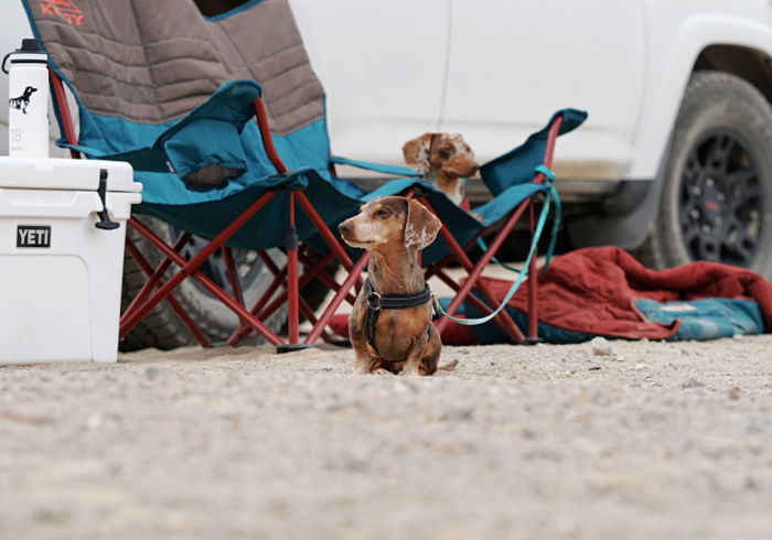 15 Tips for Finding a Dog Friendly Campsite