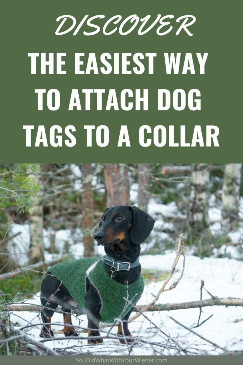If you attach your dog's tags to their collar or harness the traditional way, they will be difficult to detach and move. If you ever need to switch your dog's tag to a different collar, or want to quickly remove the tags so they don't jangle around at night, this article is for you.