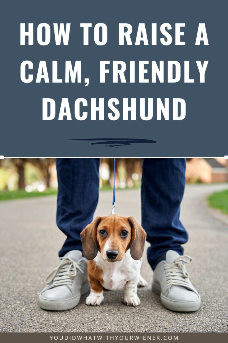 Calm, friendly Dachshunds are typically not born, they’re created.
Socialization can build your dog’s confidence and help them to go-with-the-flow in unfamiliar situations. Find out how to socialize your Dachshund here.