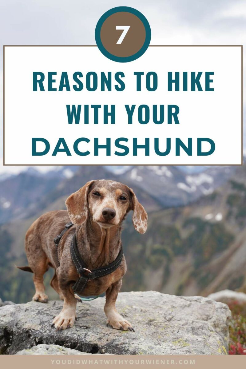 Getting out in the woods with our Dachshund and unplugging, even for a few hours, can get us away from that stuff and allow us to relax and spend time connecting with nature, ourselves, and our dog. There are several other benefits to hiking with your Dachshund too.