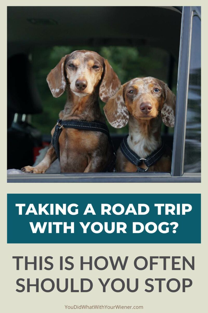 Taking a road trip with your dog is fun and a great way to strengthen your bond.

However, not stopping enough to let your dog go potty, get a drink of water, and stretch their legs can cause medical complications, behavior issues, or result in a mess in the car.

Learn how often you should stop and the best way to remember.