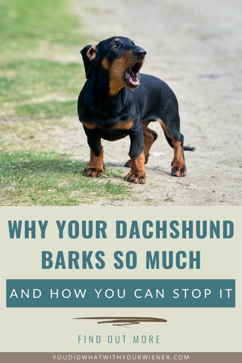 Dachshunds are known to bark a lot, and excessive barking can be difficult to put a stop to. This article explains what could be causing your Dachshund to bark so much and how to stop your Dachshund from barking.