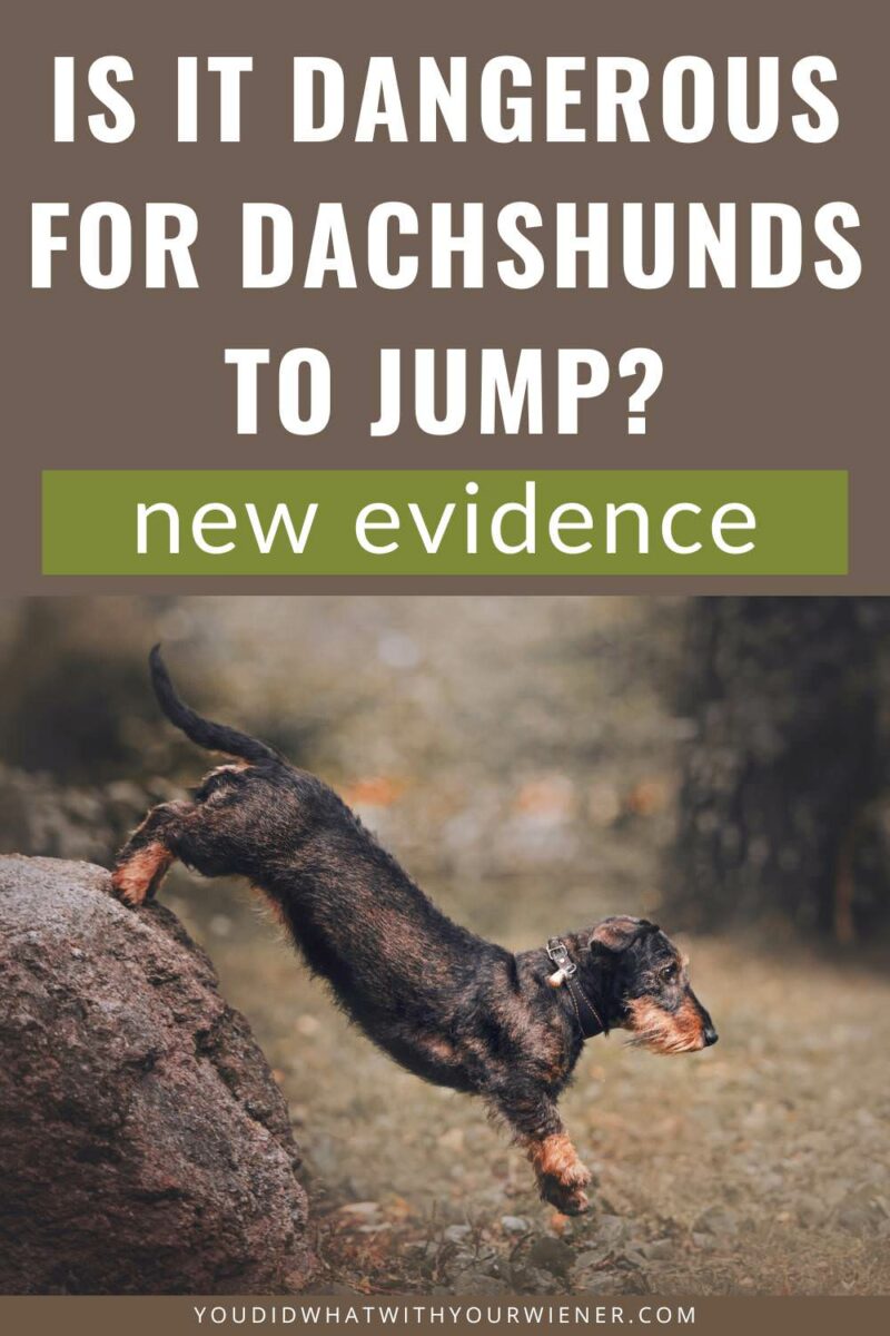Dachshund back problems are primarily caused by a genetic disease called Intervertebral Disk Disease (IVDD), although there are environmental factors that can influence the frequency and severity of back injuries. One of these is jumping. But jumping may not be related to Dachshund back injuries in the way that you think. Read more here.
