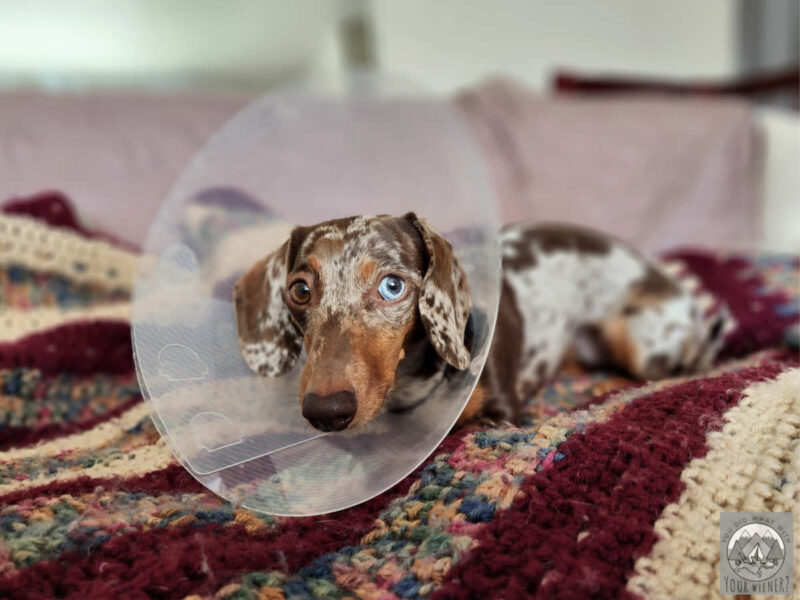 Spotted dapple Dachshund laying on the couch wearing a transparent surgery cone