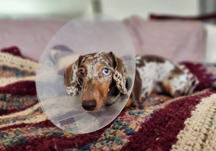 Dachshund Back Surgery – Description and Cost