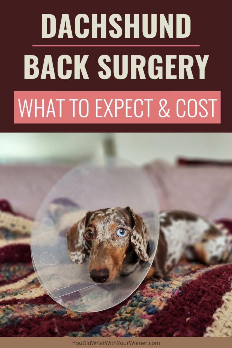 If your Dachshund hurt their back, and they were diagnosed with IVDD, surgery may be recommended. You may be wondering what happens during surgery, what it will cost, and what the chance of recovery is. With proper care, many Dachshunds are able to make a full recovery - but it all starts with being informed.