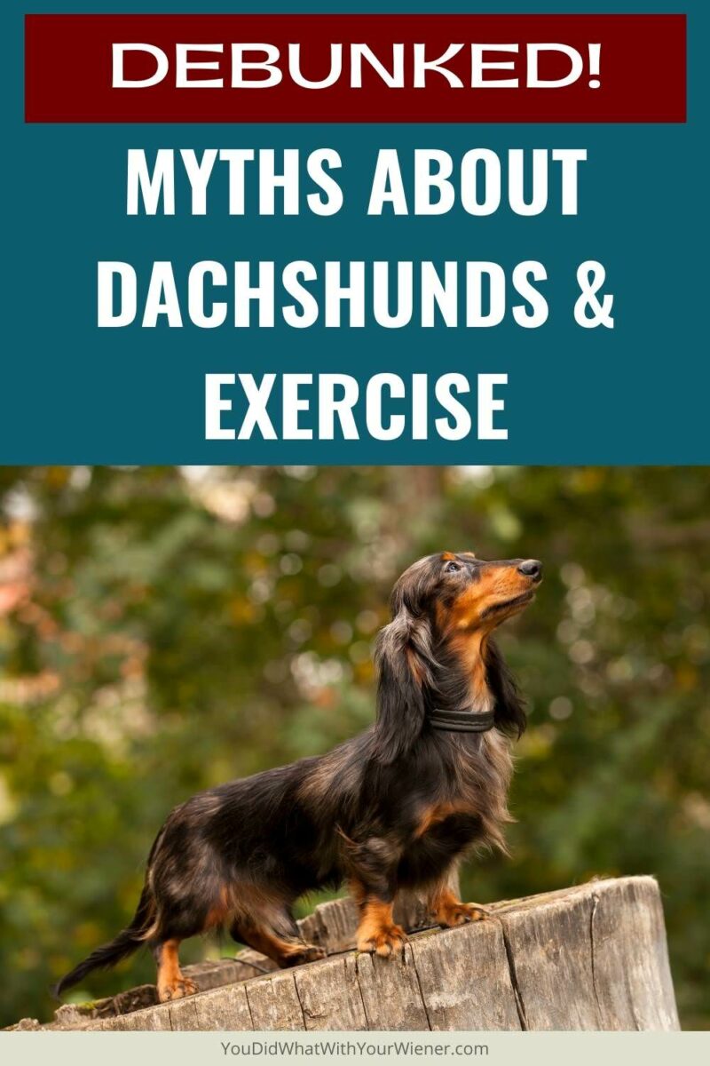 Whether it be out of fear of a back injury, or because their Dachshund has been diagnosed with IVDD, many owners think that their Dachshund can't be active. But there is some evidence that moderate to high exercise levels may be more beneficial to protecting the back and reducing disk ruptures. read more here.