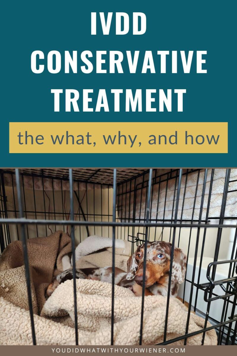 Conservative treatment is the most common treatment recommendations for dogs with IVDD, whether in place of surgery or after it. In this article, I explain what conservative treatment is, what it will cost, and what the chance of your dog's recover is using this method.