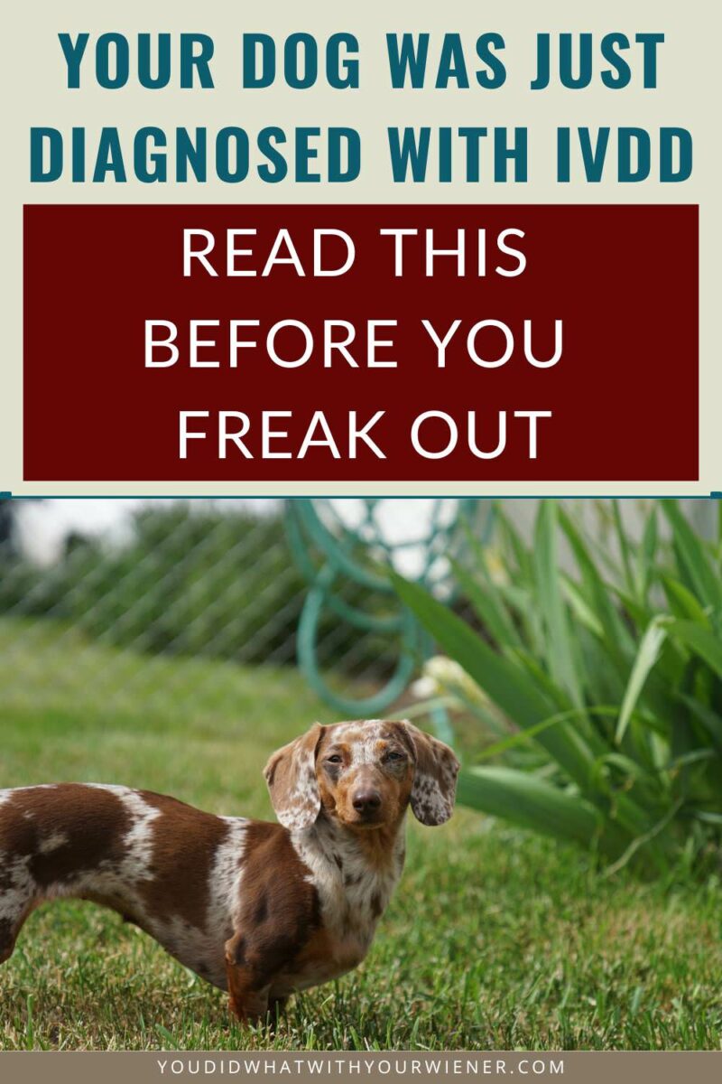 Whether you have heard of the disease or not, finding out that your dog has Intervertebral Disk Disease is devastating. In fact, it's likely that just 24 hours ago your dog was fine and then they suddenly had a back injury and may have been paralyzed. The happy life you've shared with your dog is flashing before your eyes. But don't freak out. In this article I walk you through what to expect, the treatment options, and whether your dog will fully recover or not.